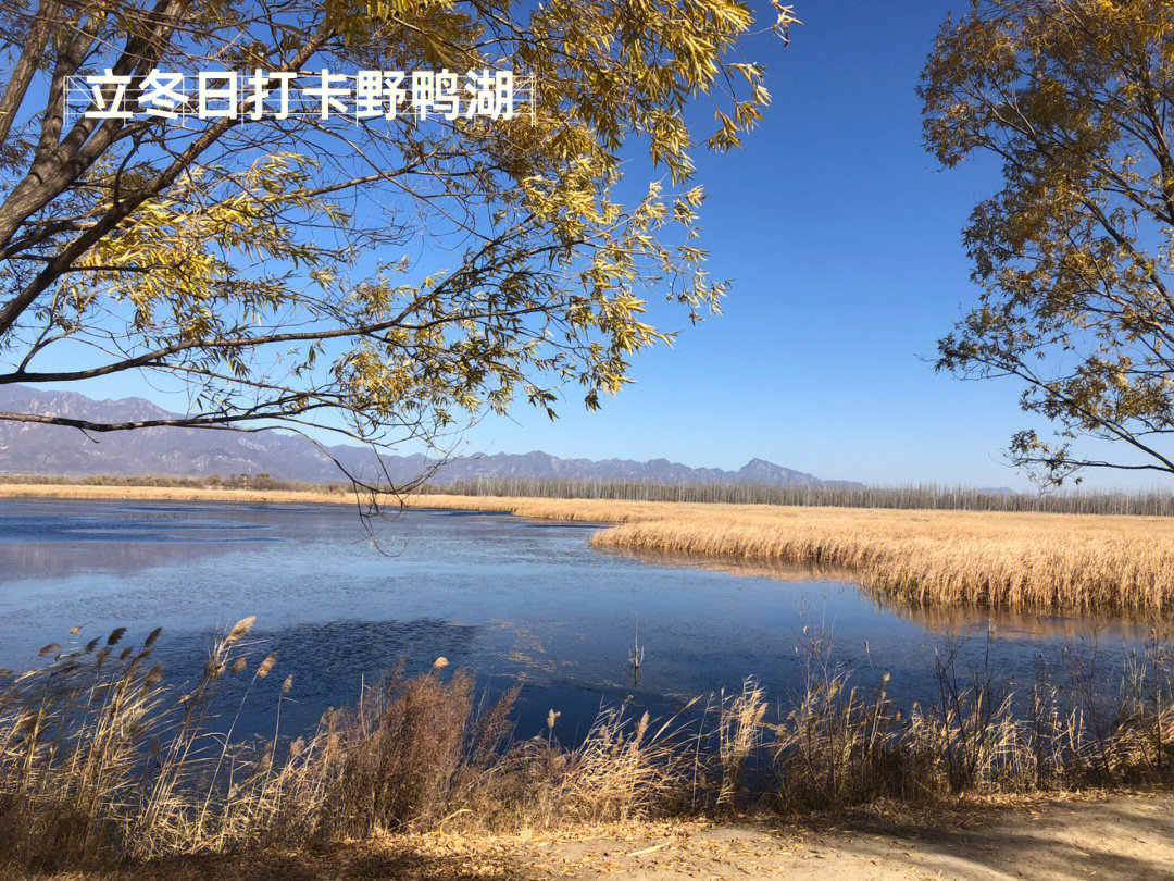 立冬时节延庆野鸭湖之一