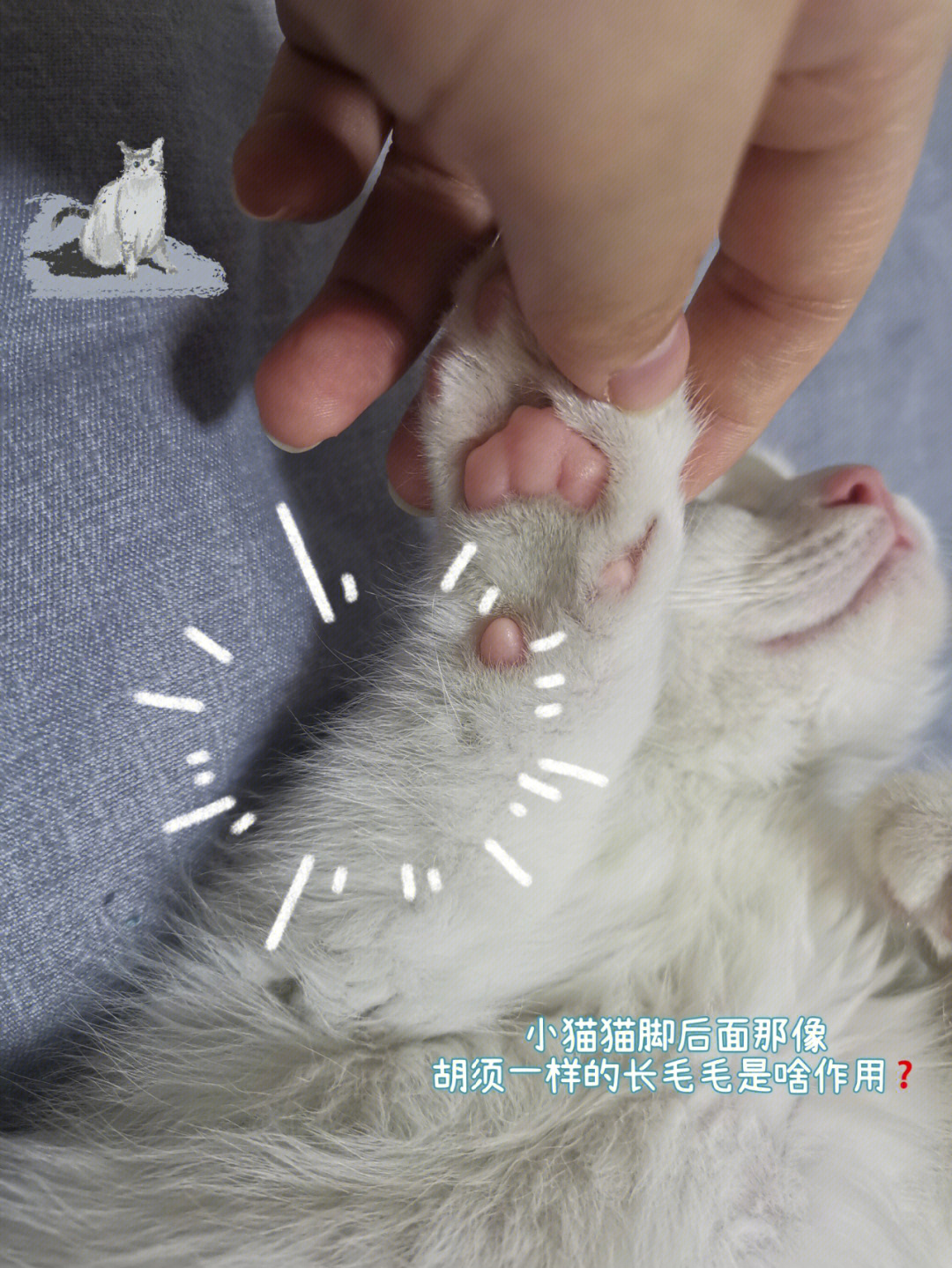 小猫猫爪子后面那像胡须一样的长毛毛是啥71