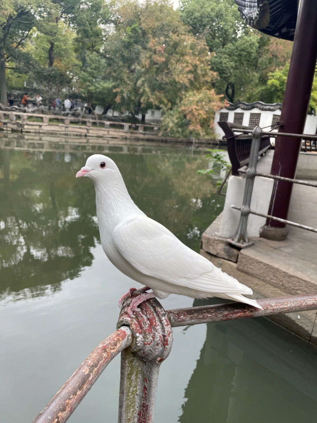 鸽子为什么这么大长图图片