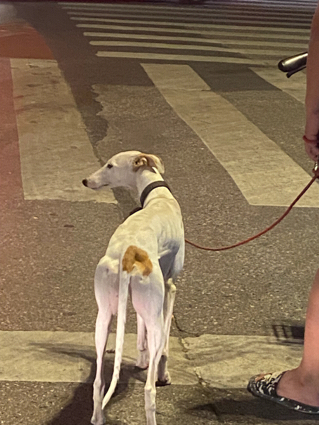 格力犬配土狗出的小狗图片