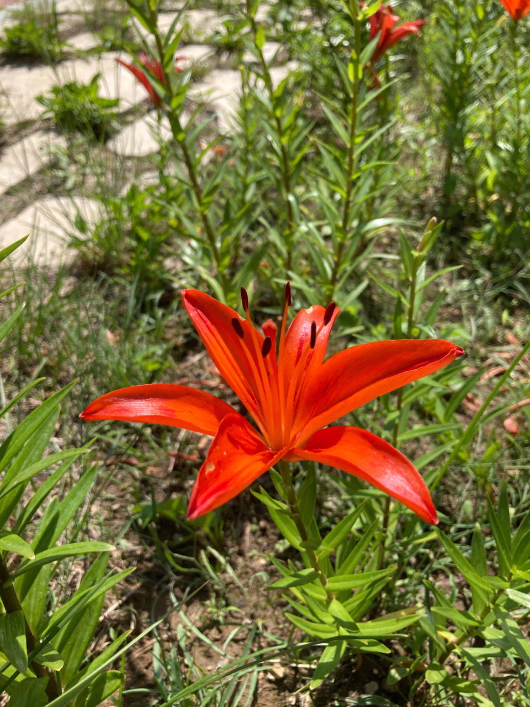 红百合花图片大全大图图片