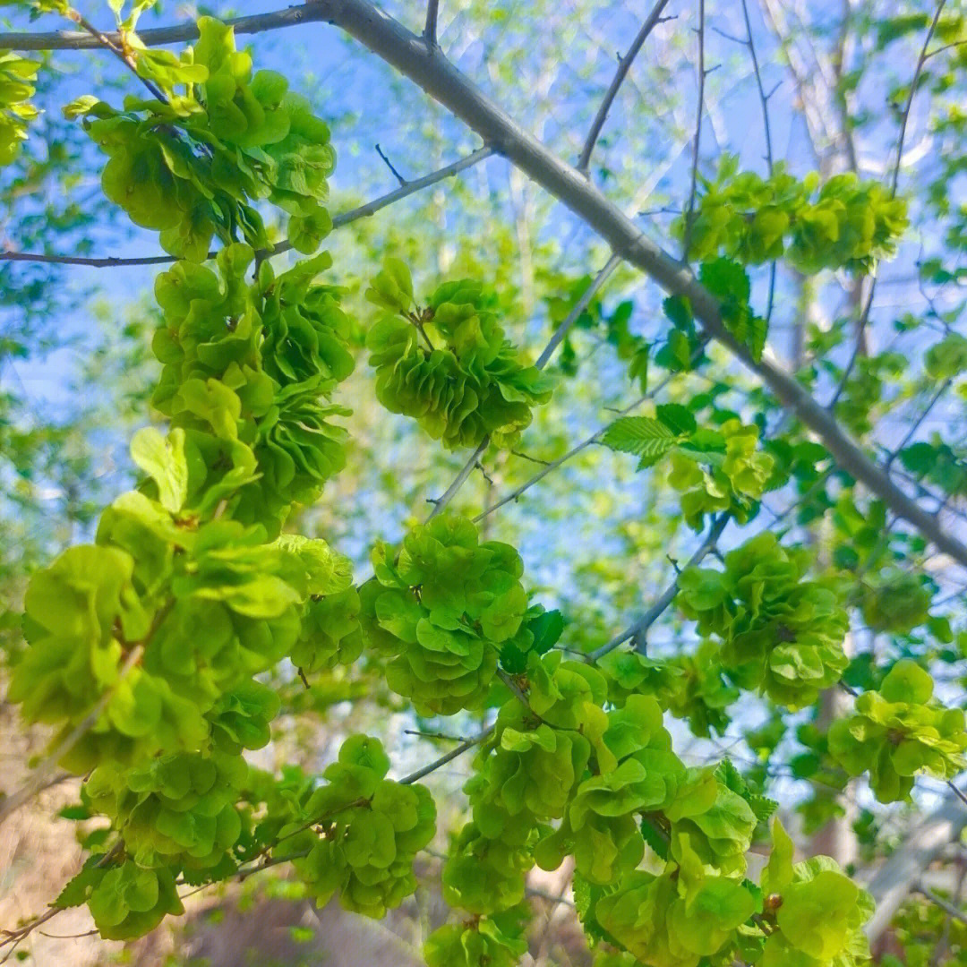 榆木草的别名图片