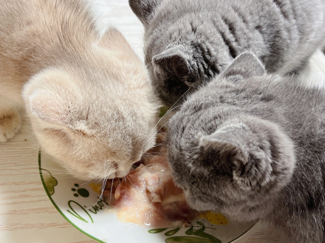 自制猫饭