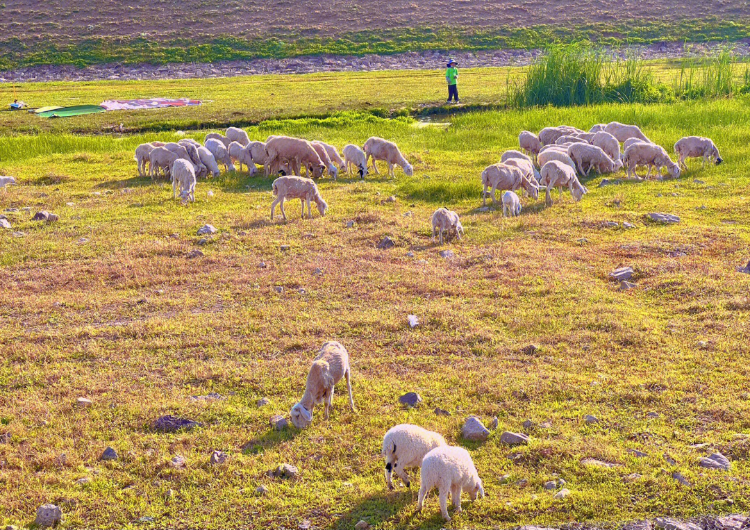 可爱的羊群简谱图片