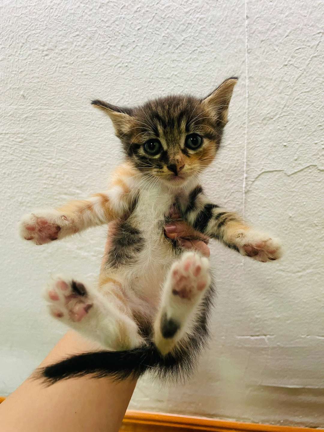 只小奶猫,花色各有特色,有一只虎斑小猫很可爱～猫妈妈已经生了几次了