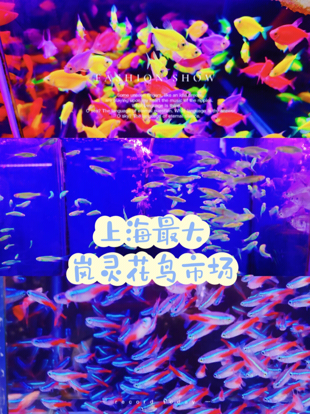 上海最值得去的花鸟市场岚灵