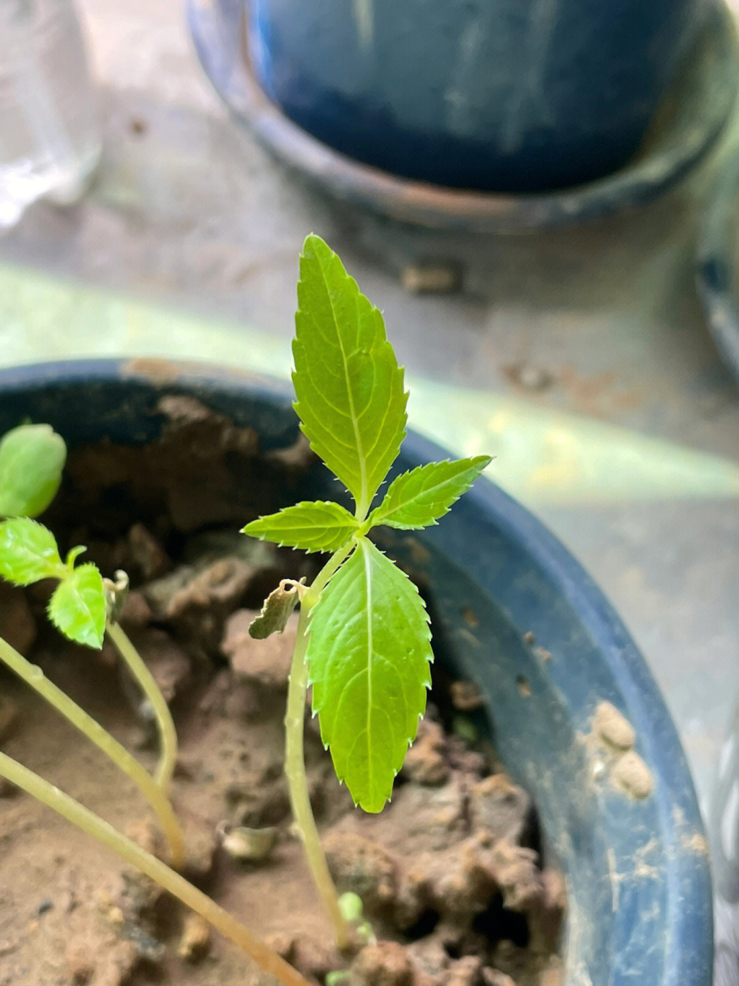 凤仙花种植记录6终于长出真正的叶子了