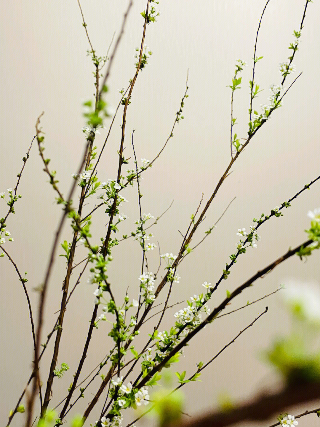 雪柳开花季节图片