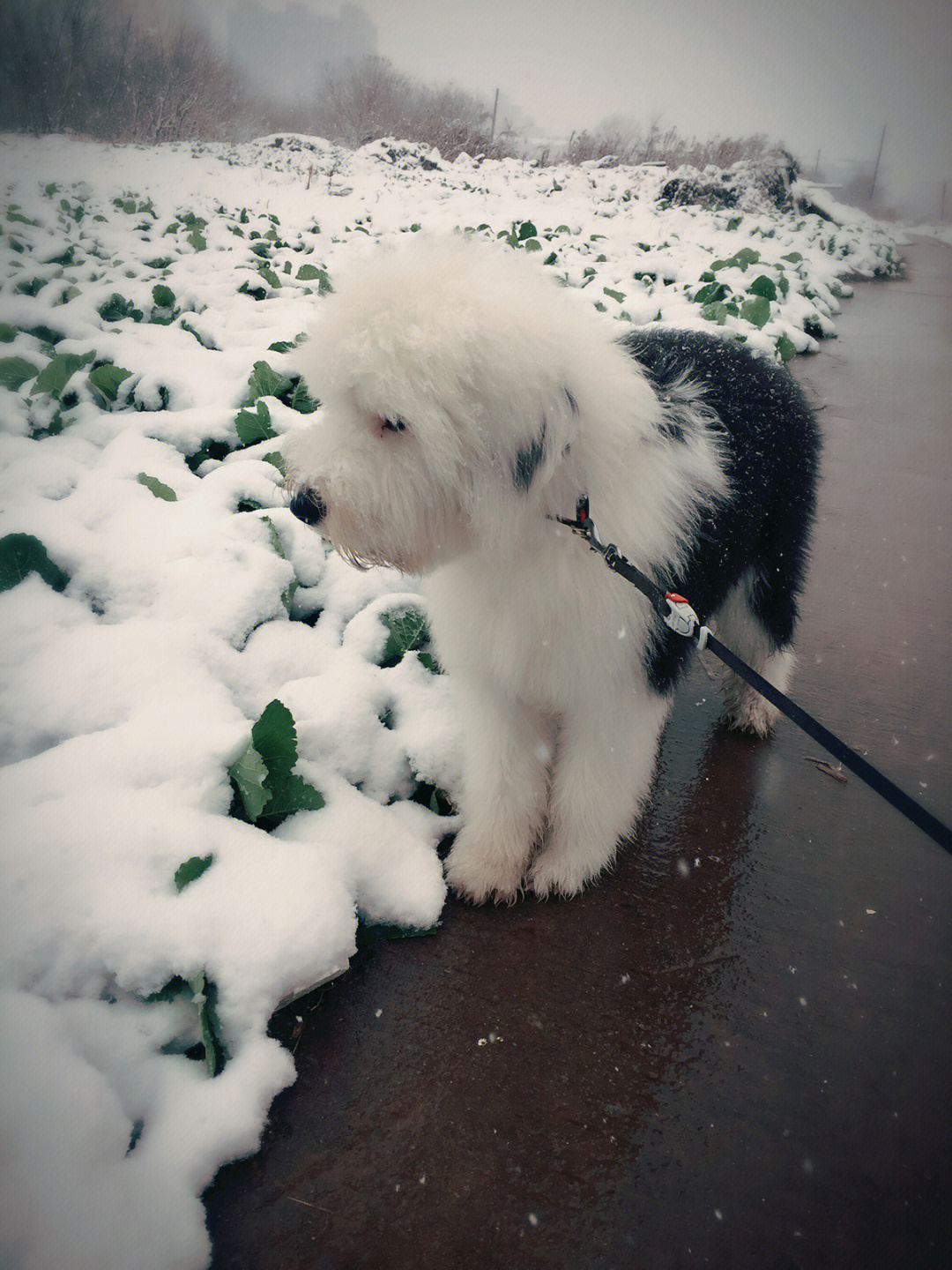 古牧犬