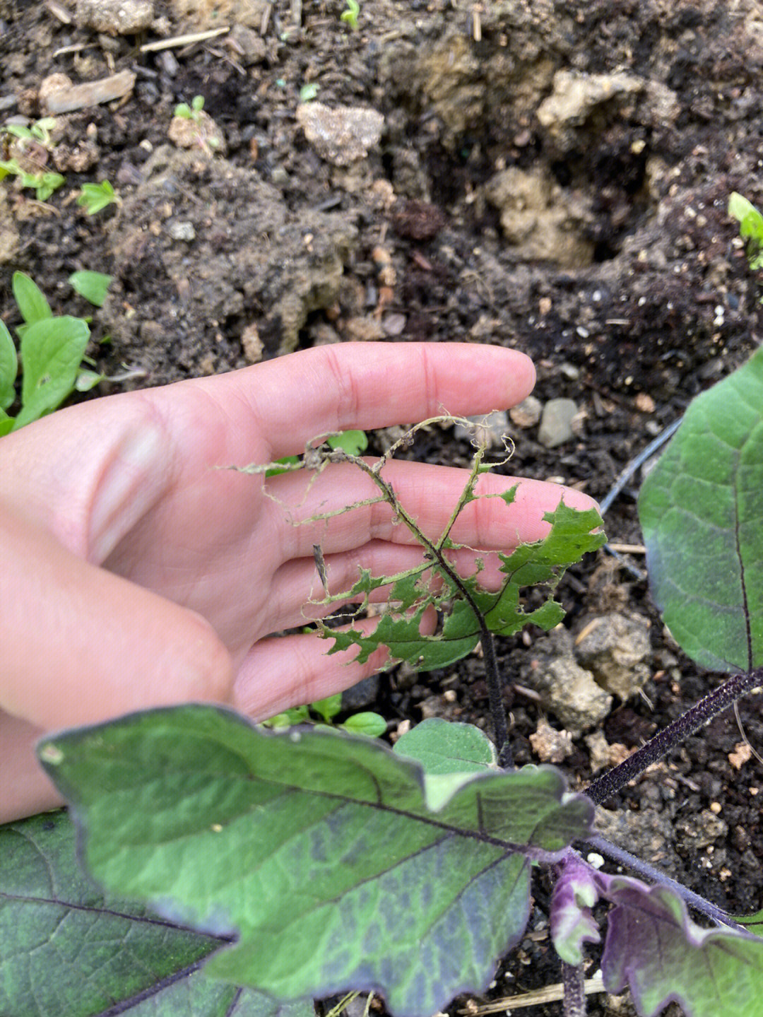 刚移栽两天的茄子苗啃啃啃成啥样了啊09