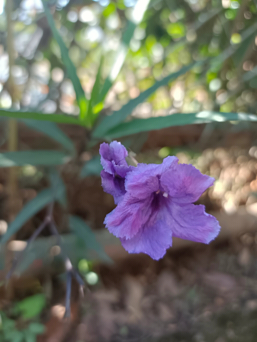 蓝花草种植繁殖图片