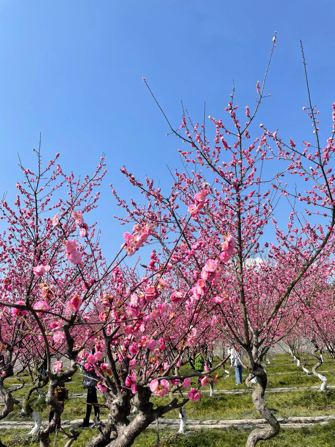 问花村简介图片