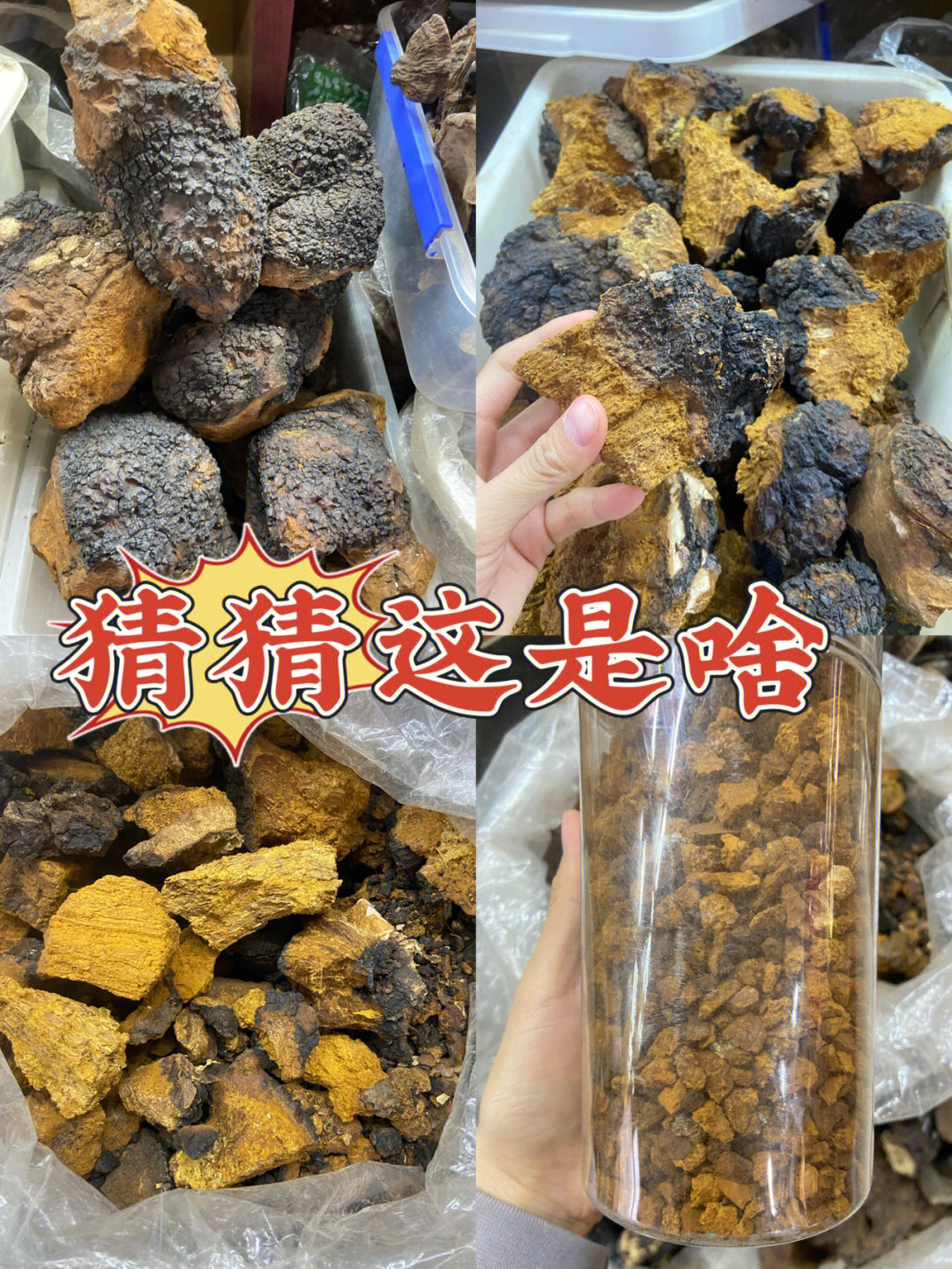 怕糖尿病用桦树茸煮水喝点进来了解