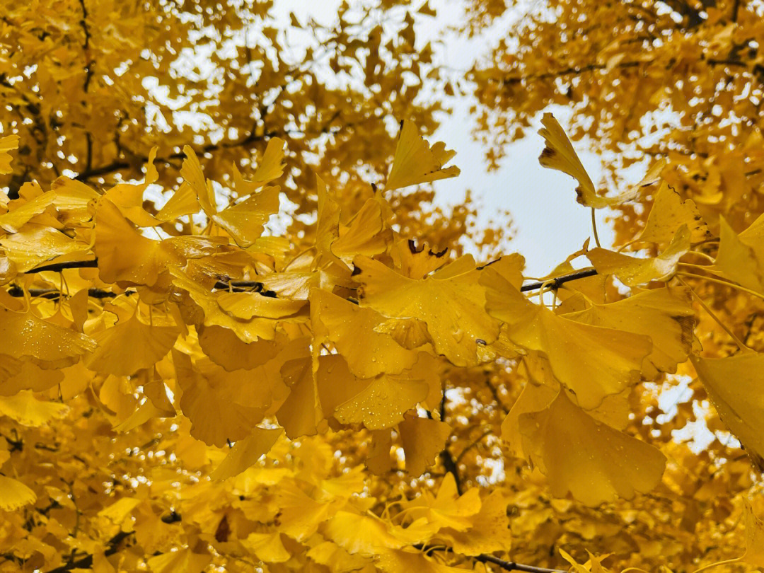 秋天银杏树的样子描写图片