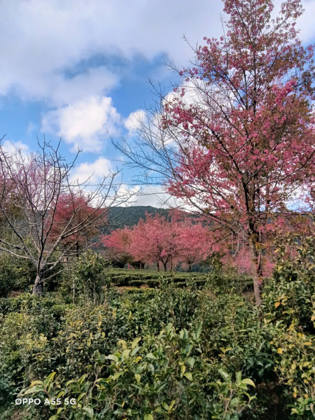 南涧樱花谷风景区图片