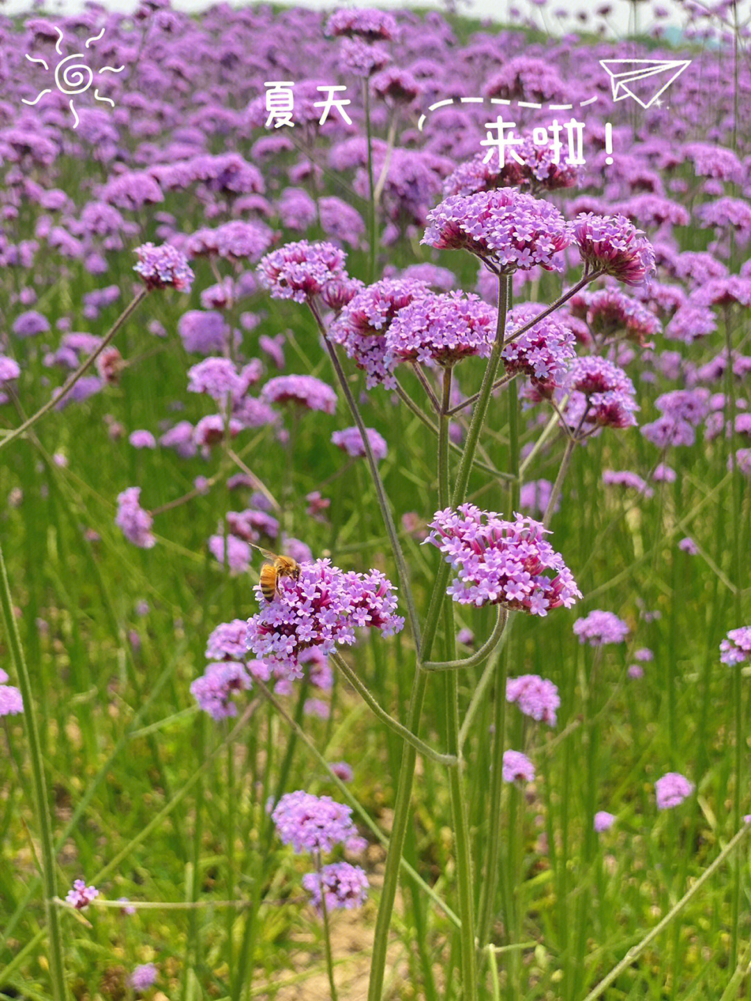 无锡马鞭草花海