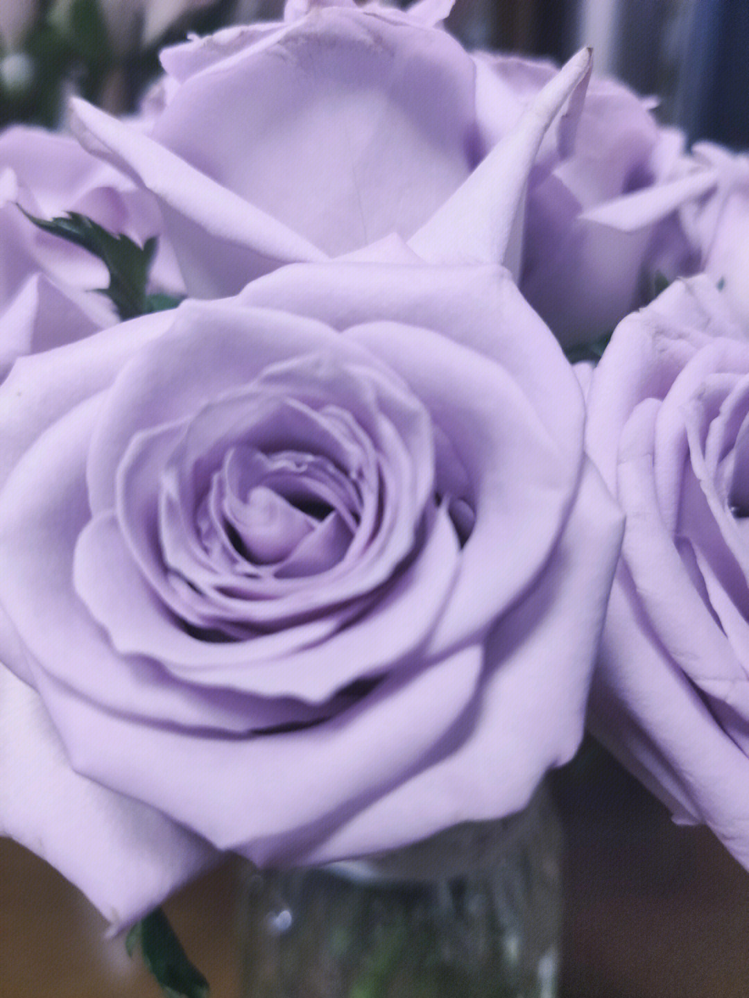 抢到的9920支玫瑰的快乐紫色真好看