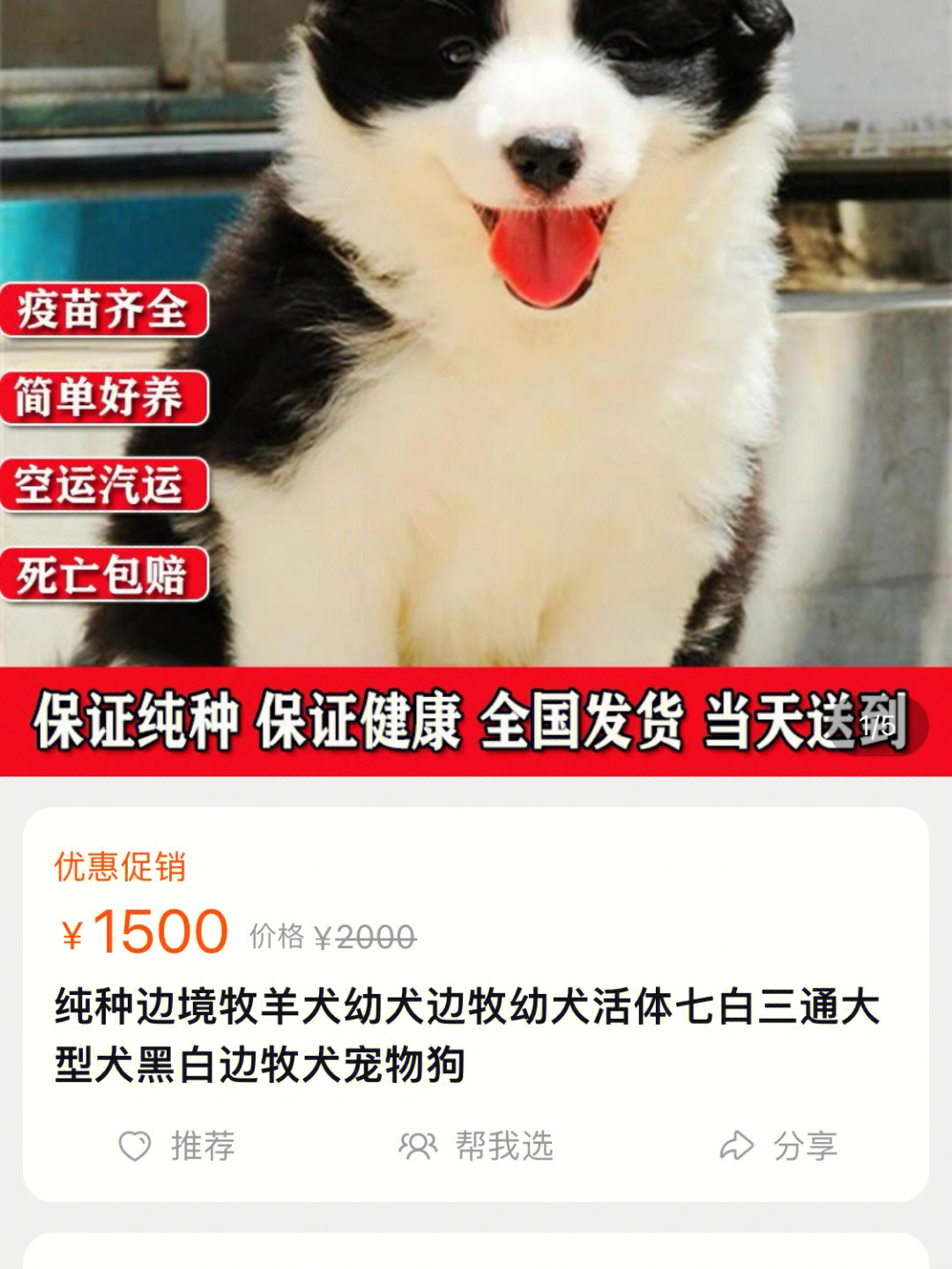 打假阿妞犬舍千万不要淘宝买狗