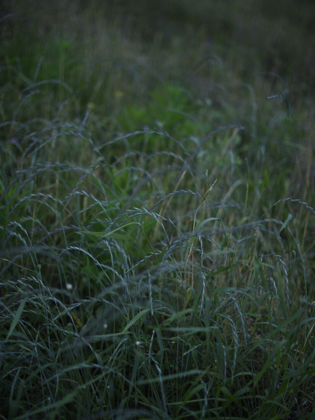 在初夏的傍晚走进田野看蒲公英风车茉莉七里香和田洼里的稻茬野鸭从