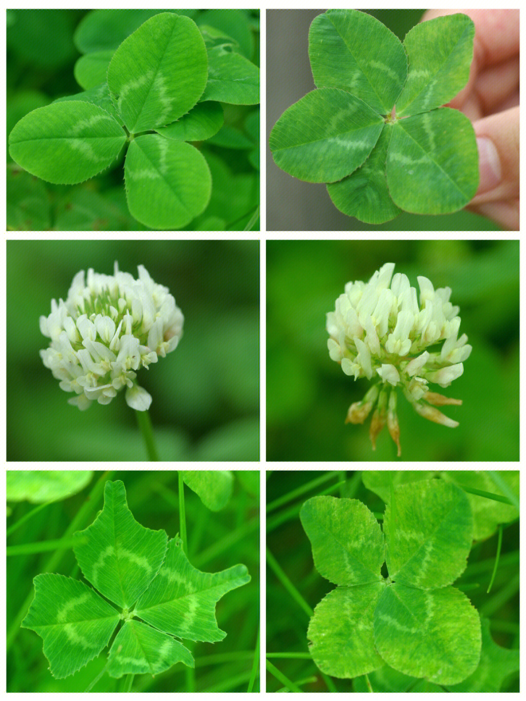 多年生草本[彩虹r]四叶草是车轴草属植物(包括三叶草属和苜蓿草)的