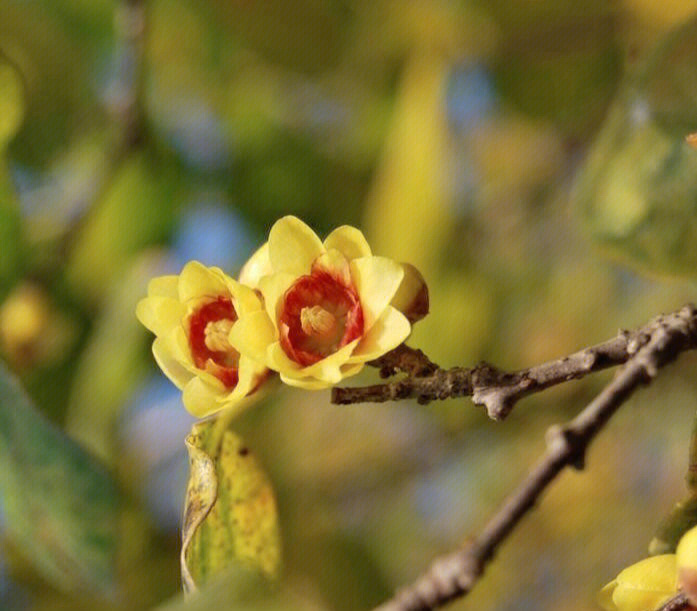 蜡梅,因为颜色似蜜蜡而得名.因在腊月开花,又被称为腊梅.