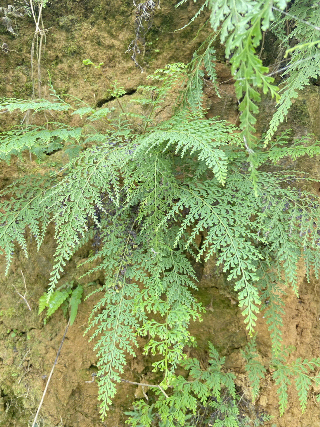 常见的10种蕨类植物图片