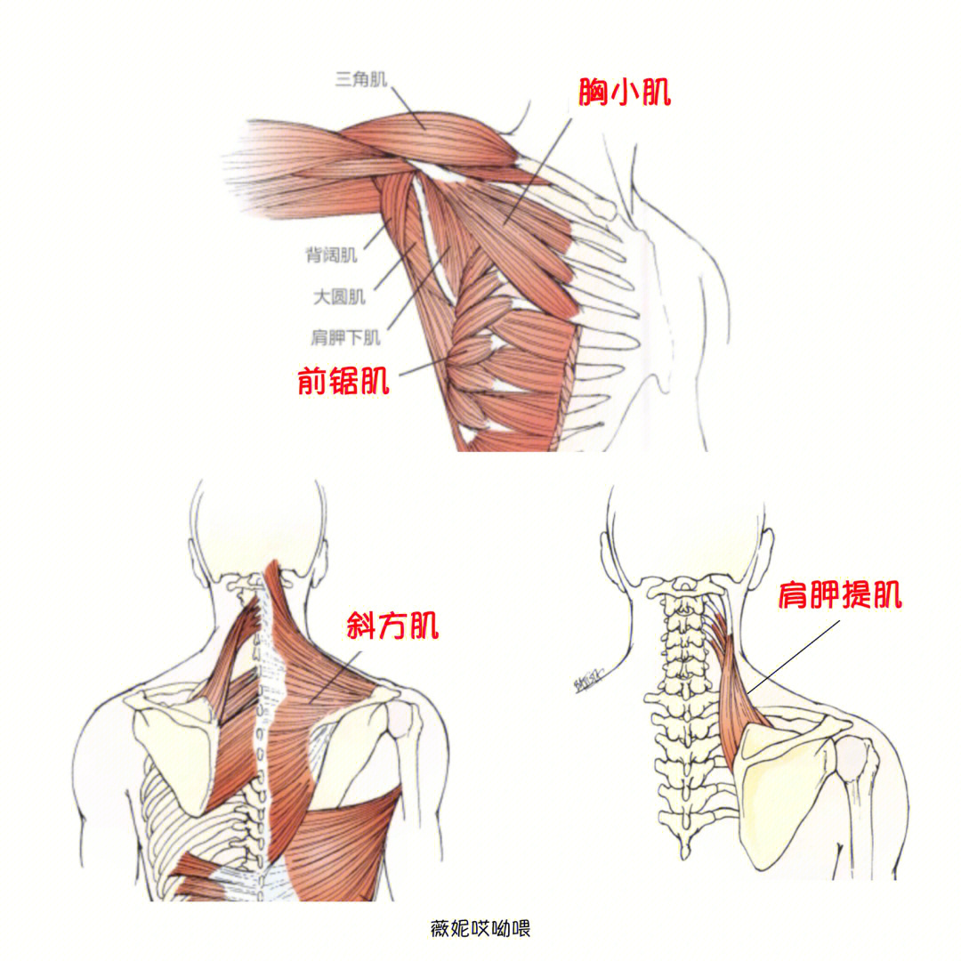 如何放松背部肌肉图解图片