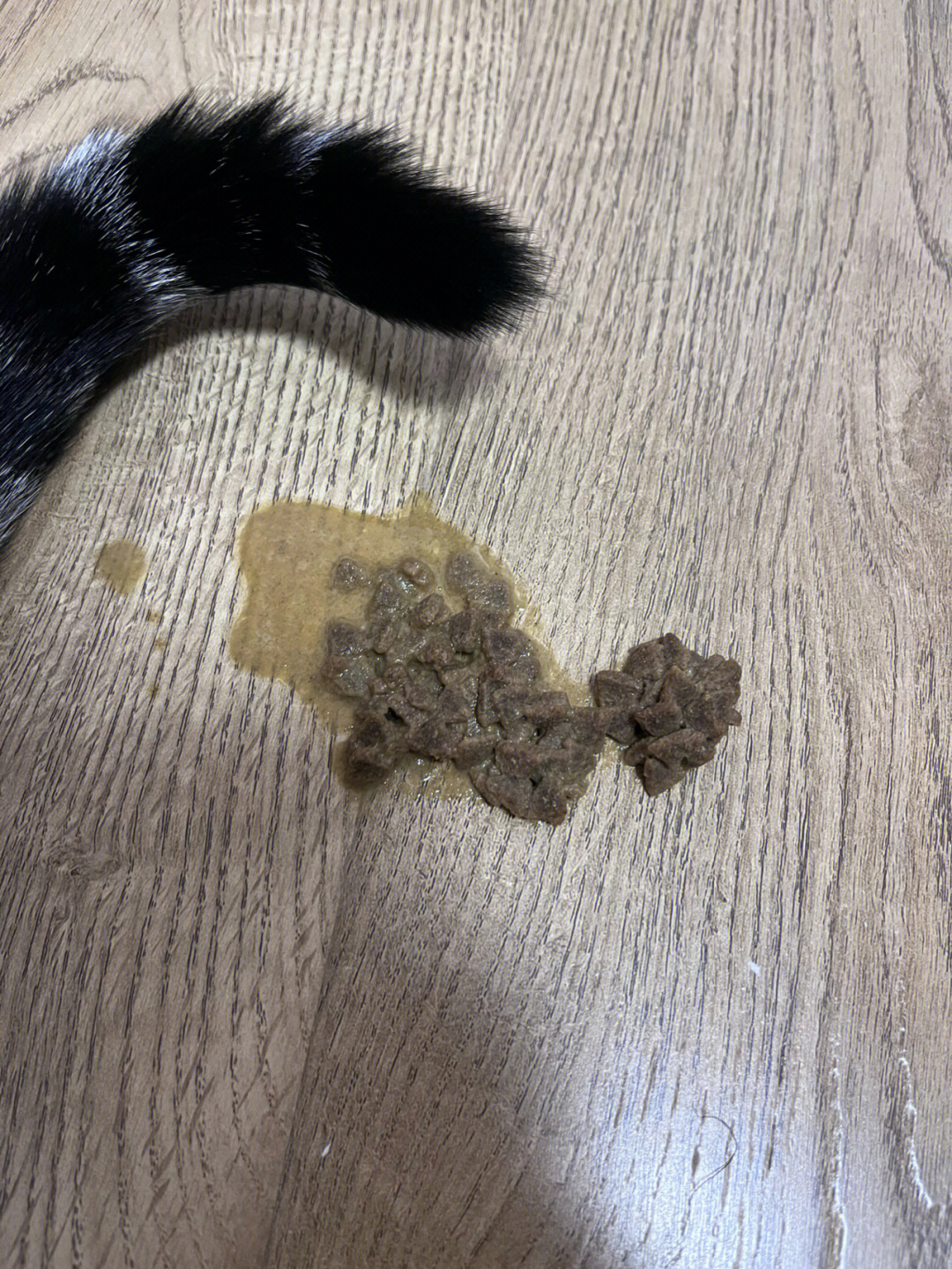 猫吐了一堆软化的猫粮图片