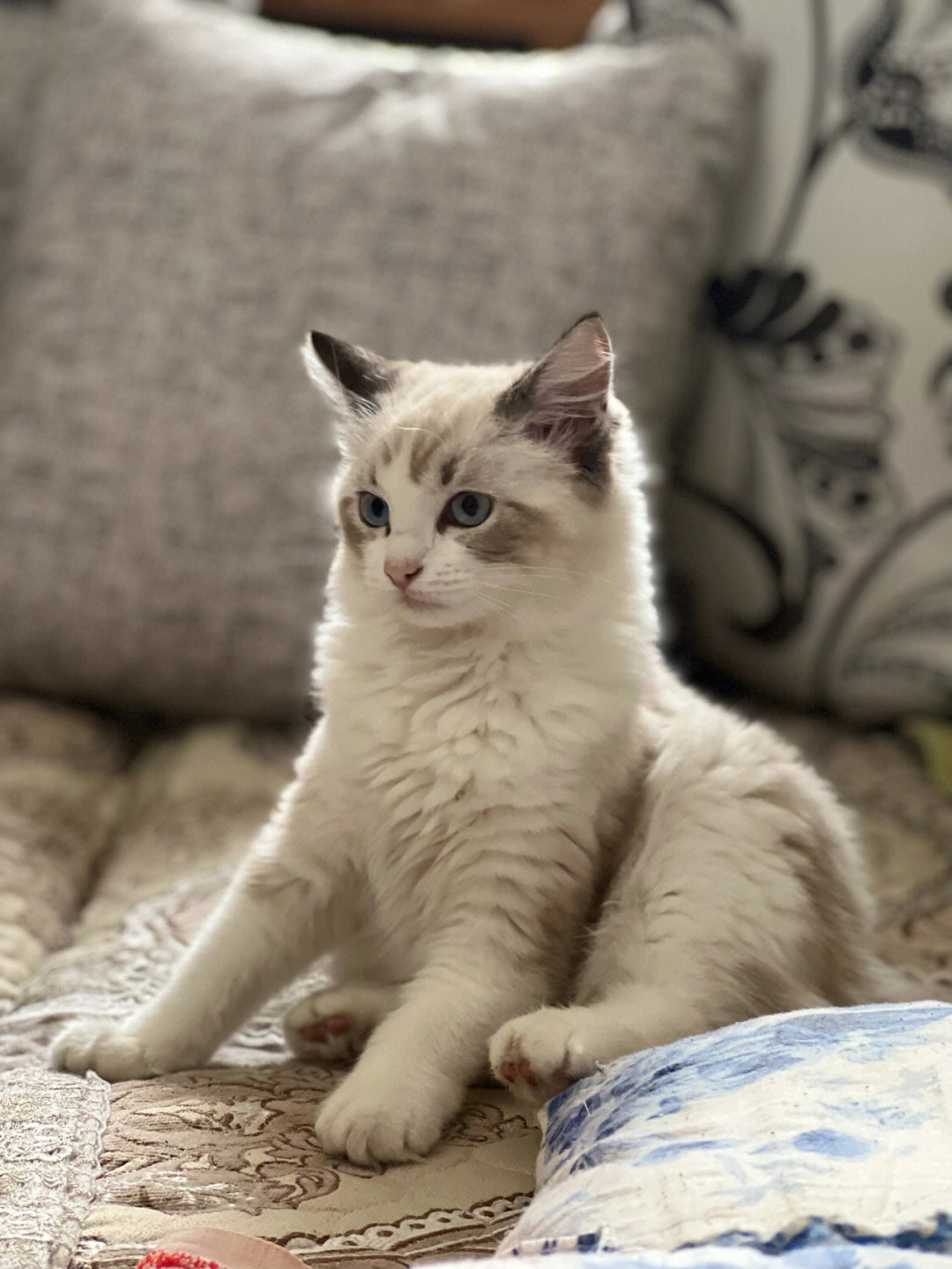 布偶猫4个月的样子图片