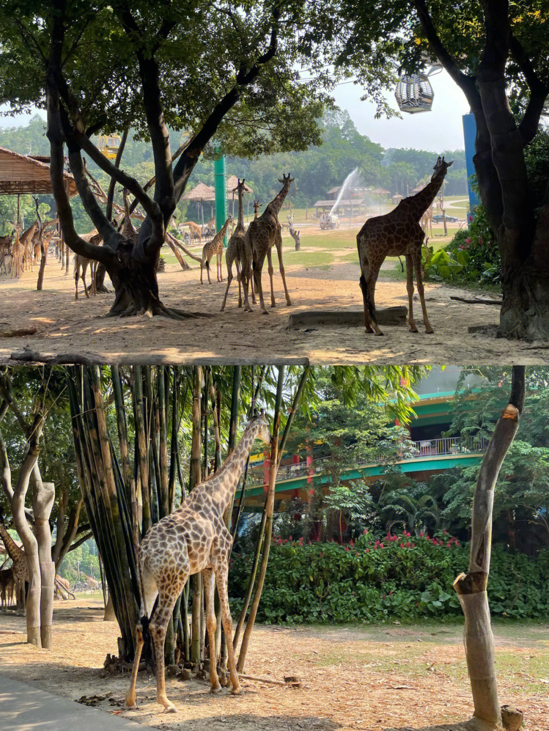 广州动物园搬迁图片