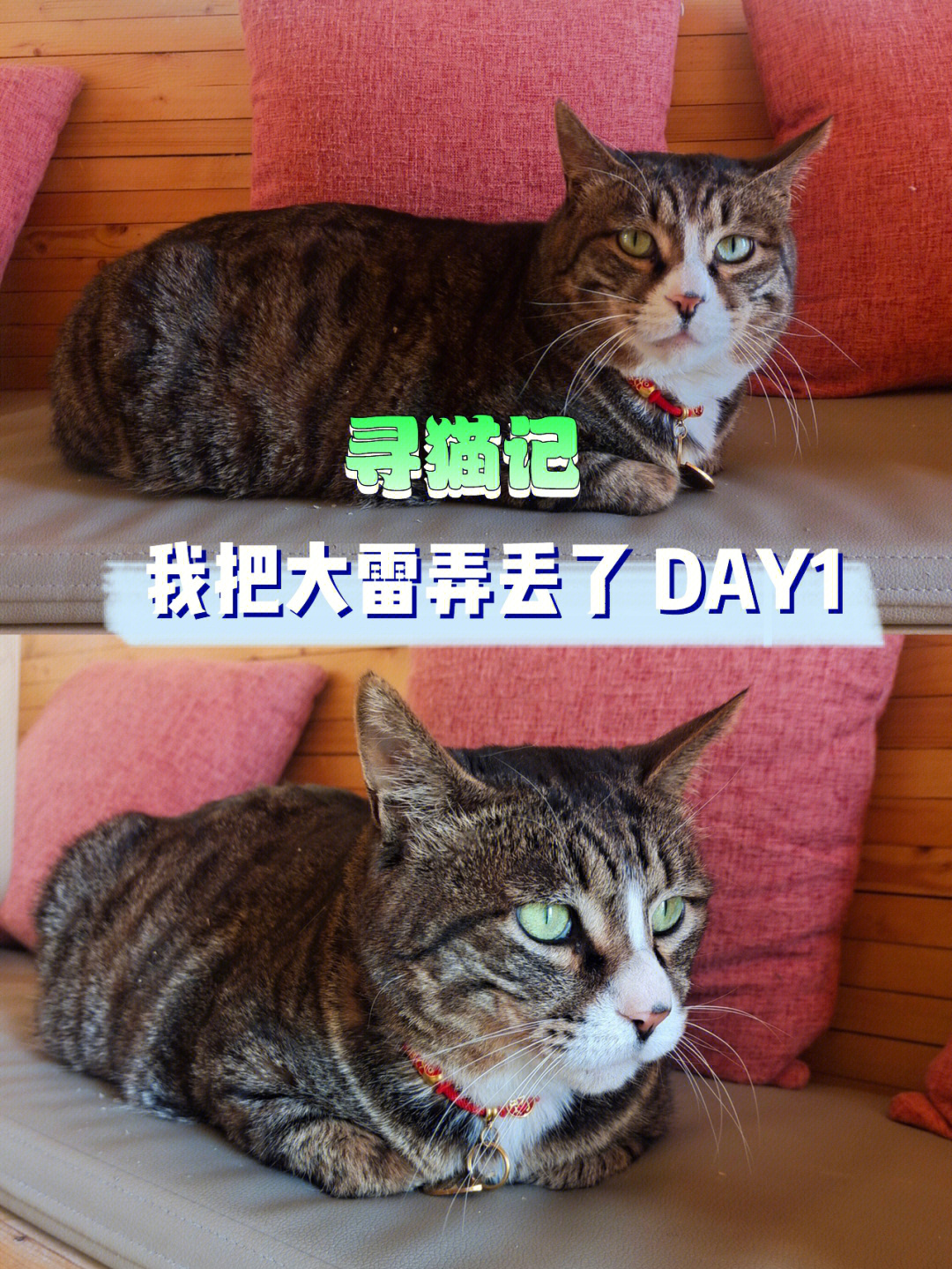 极禹车猫弄mono图片