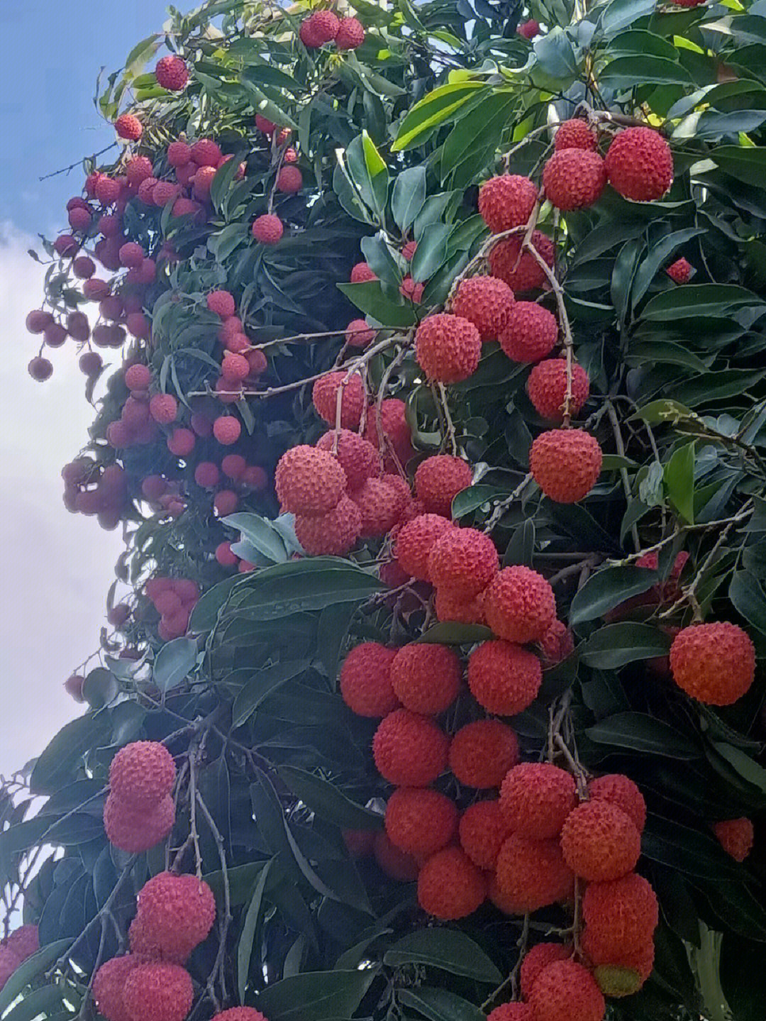 灵山千年古荔枝图片