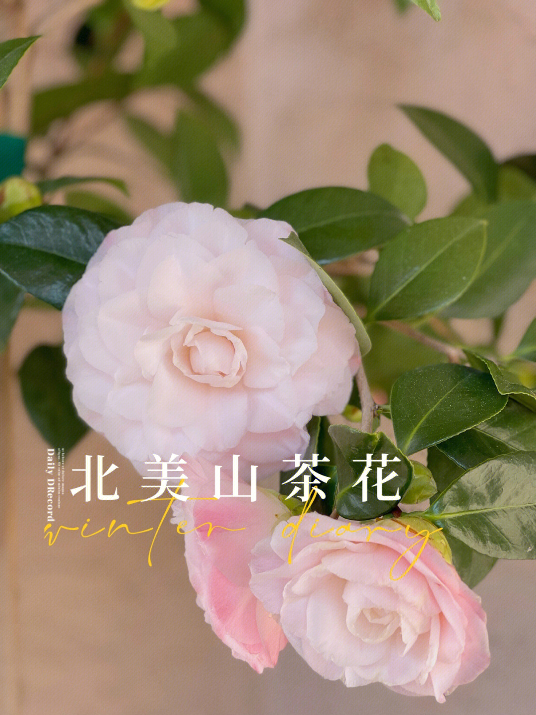 齐越节小茶花图片