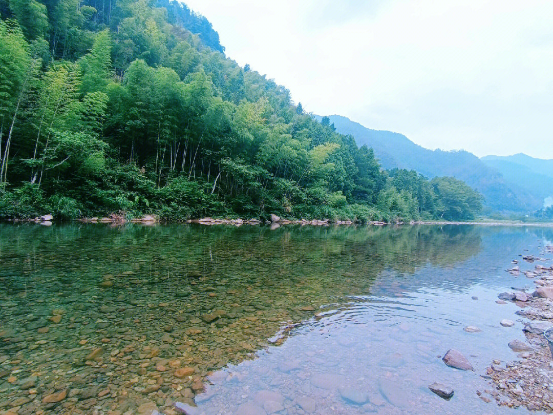 千岛湖淡竹图片