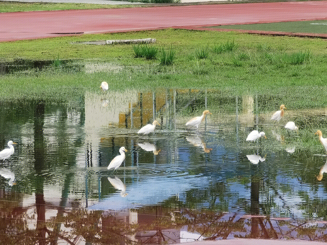 福建农林大学湿地公园图片
