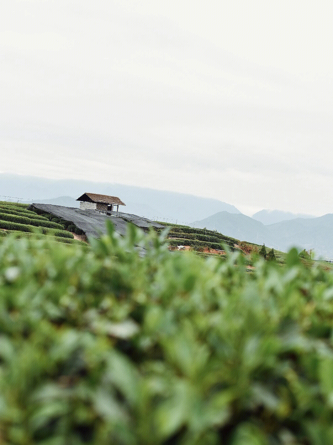 松阳大木山茶园简介图片