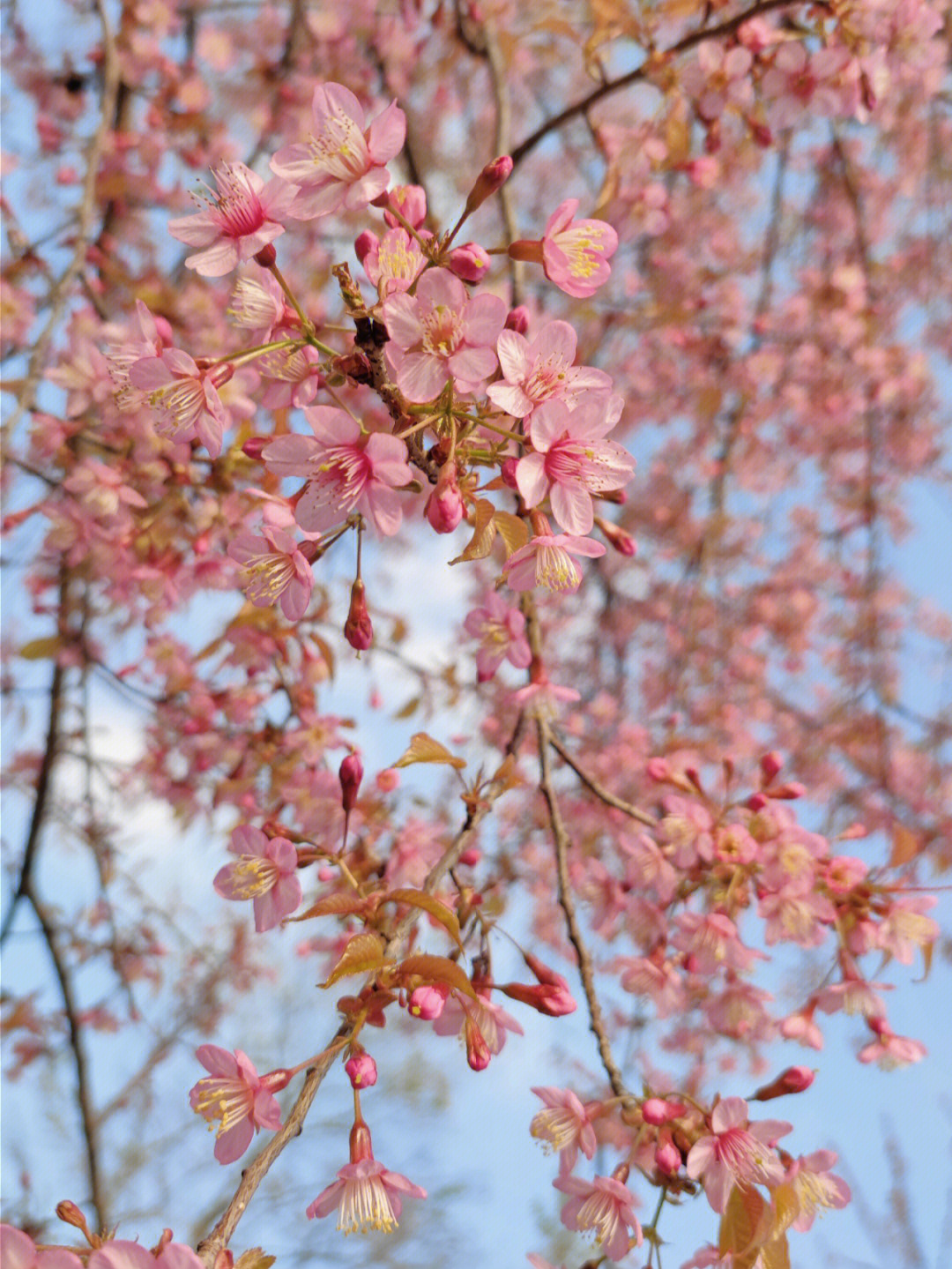 青龙湖冬樱花图片