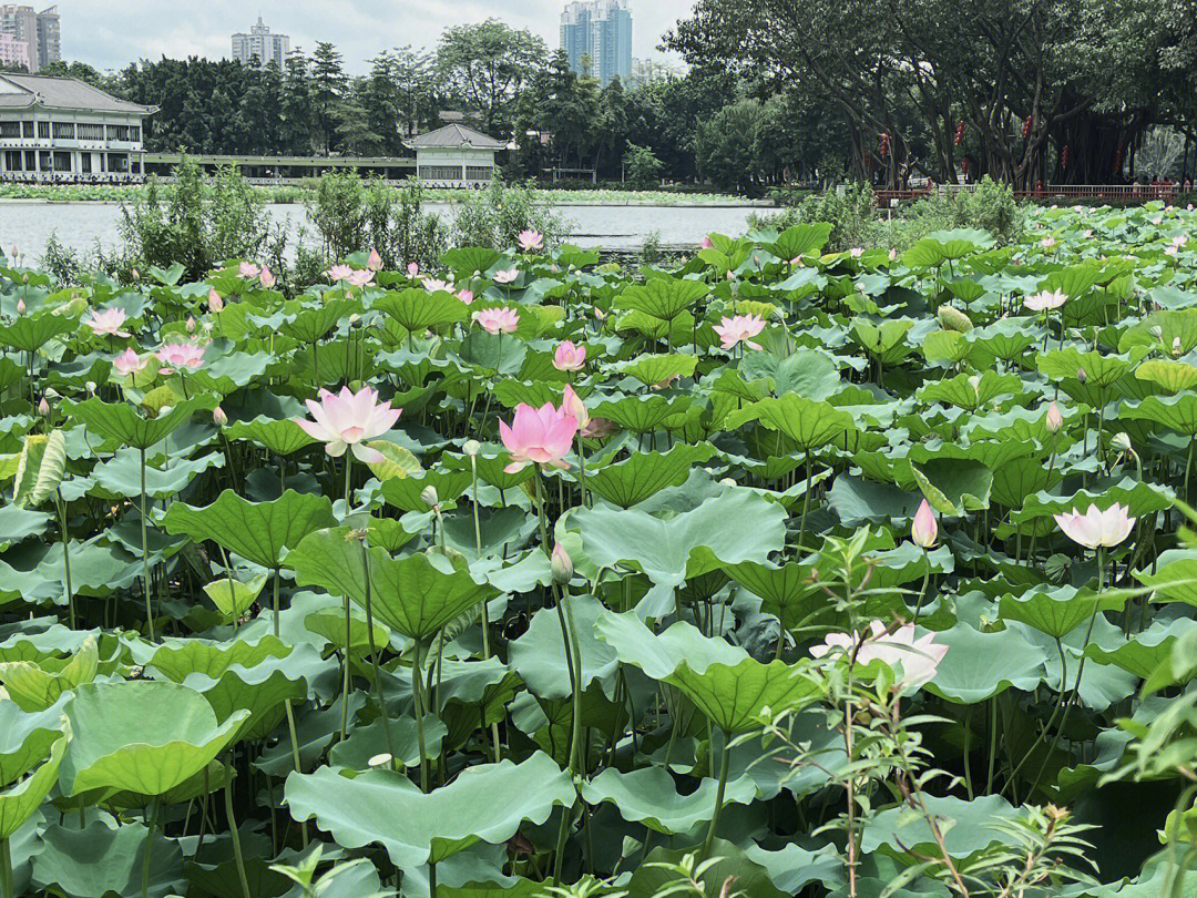 荔枝湾涌地图图片