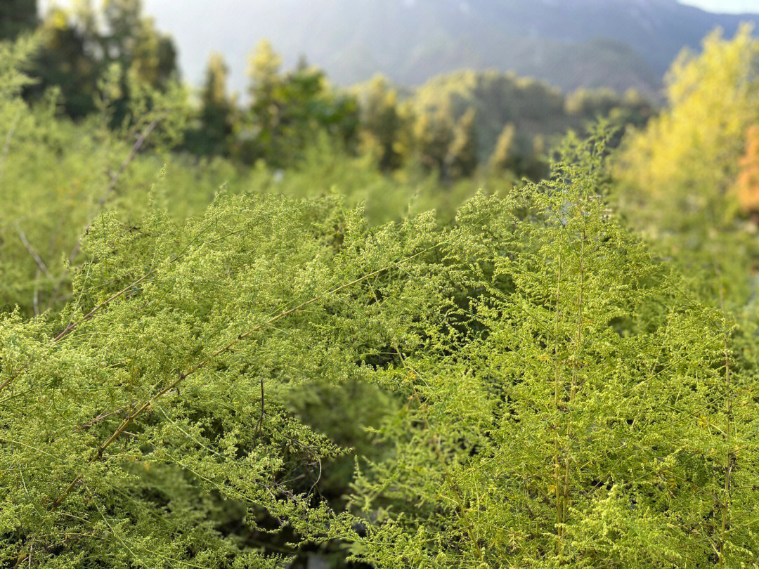 这就是庄教授在找的黄花蒿吗