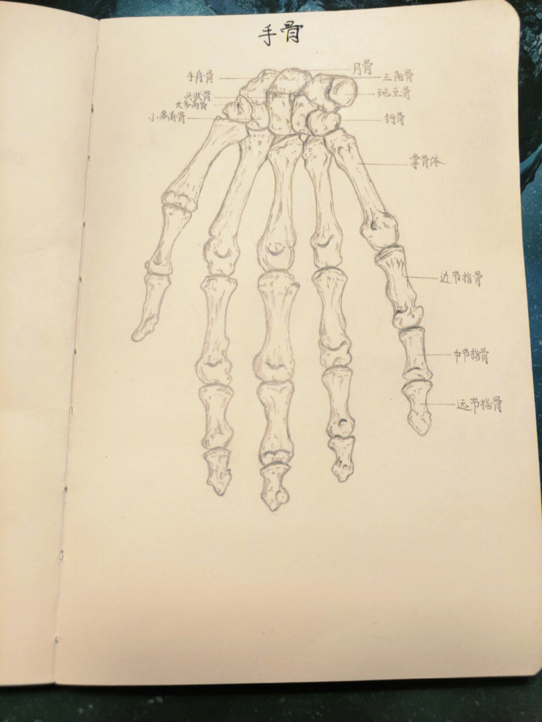上肢骨解剖图