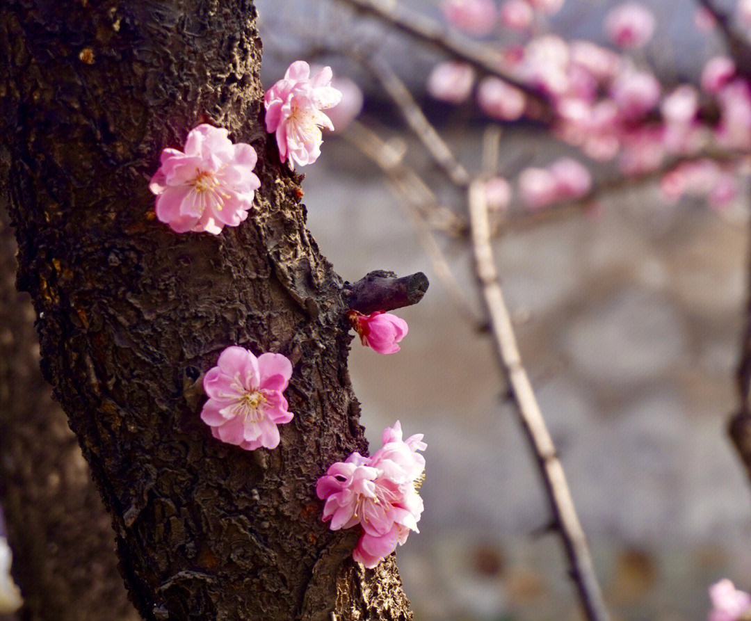 北京植物园桃花节时间图片