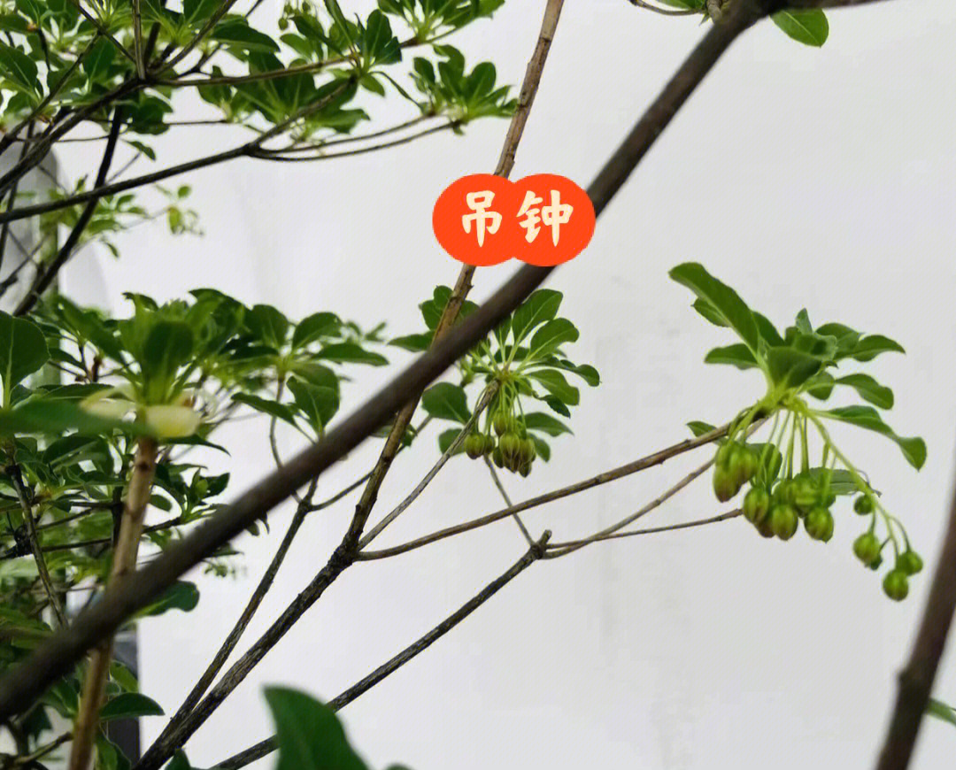 日本吊钟花树寓意图片