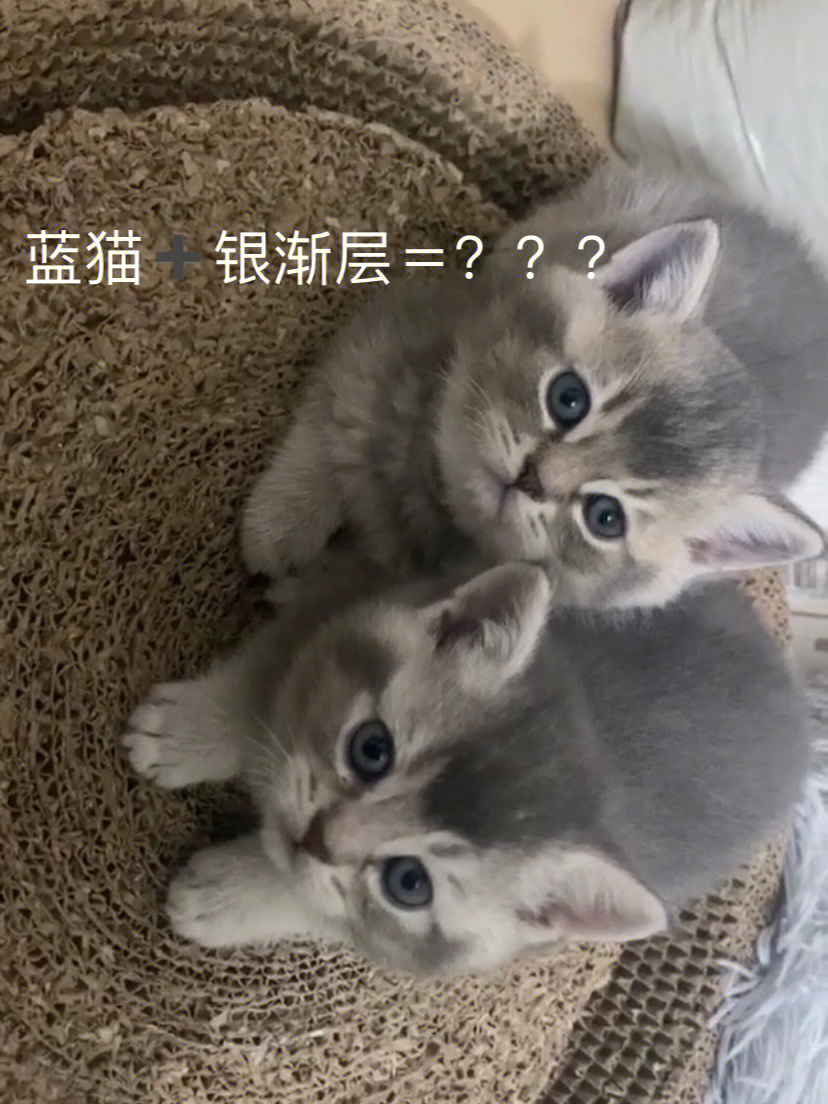 蓝猫77银渐层