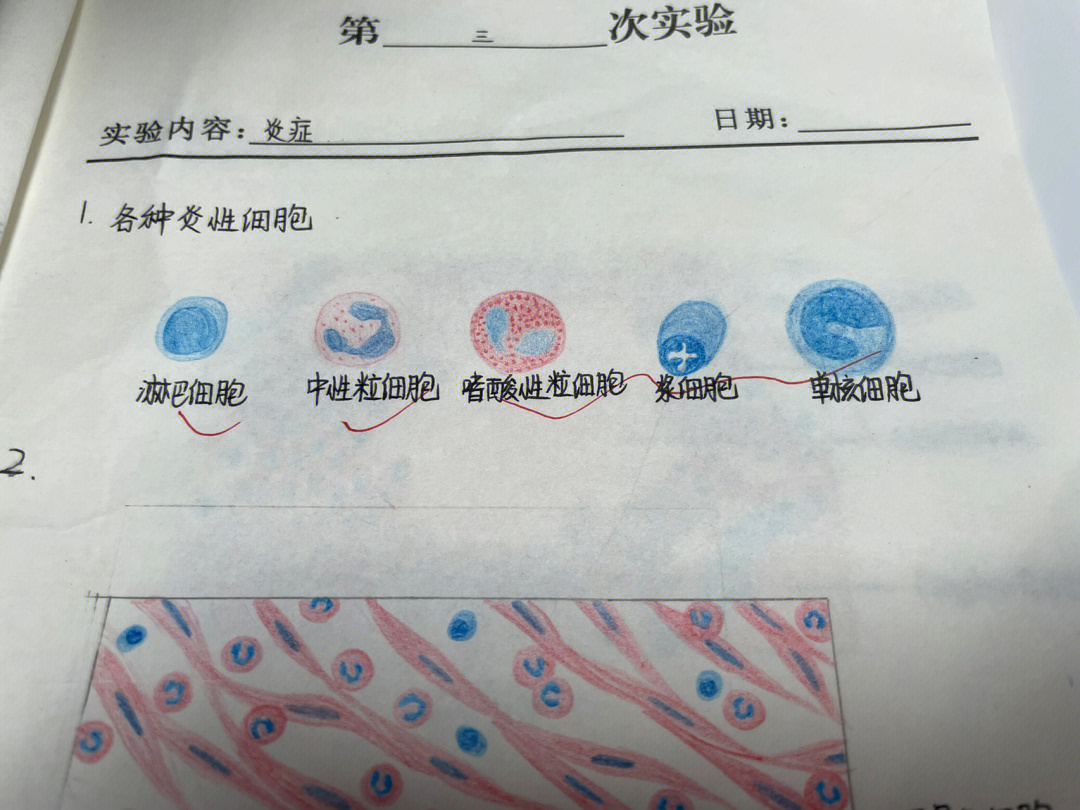 细胞间桥红蓝铅笔图图片