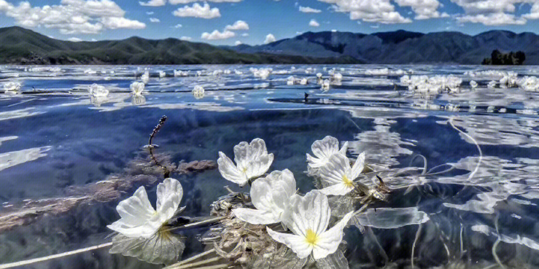 【每日一花】波叶海菜花day.40(水性杨花)