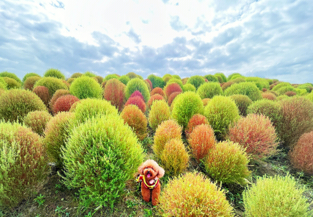 花开海上地肤图片