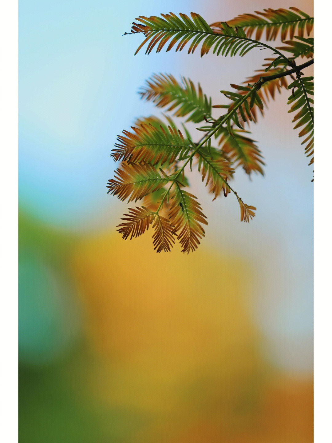 落羽杉在不同季节呈现出不同的状态,这种特征赋予了它的花语和含义