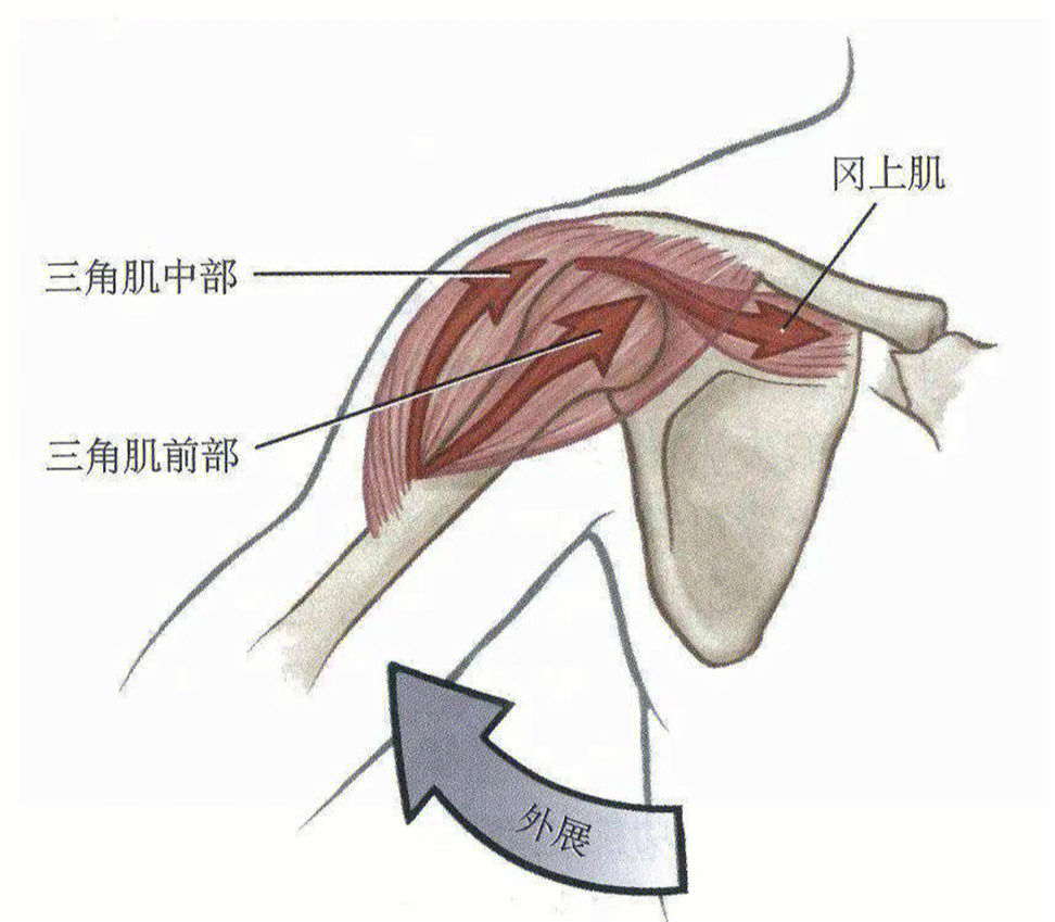 2.后三角肌肩关节做后伸.位置:在肩部皮下,为