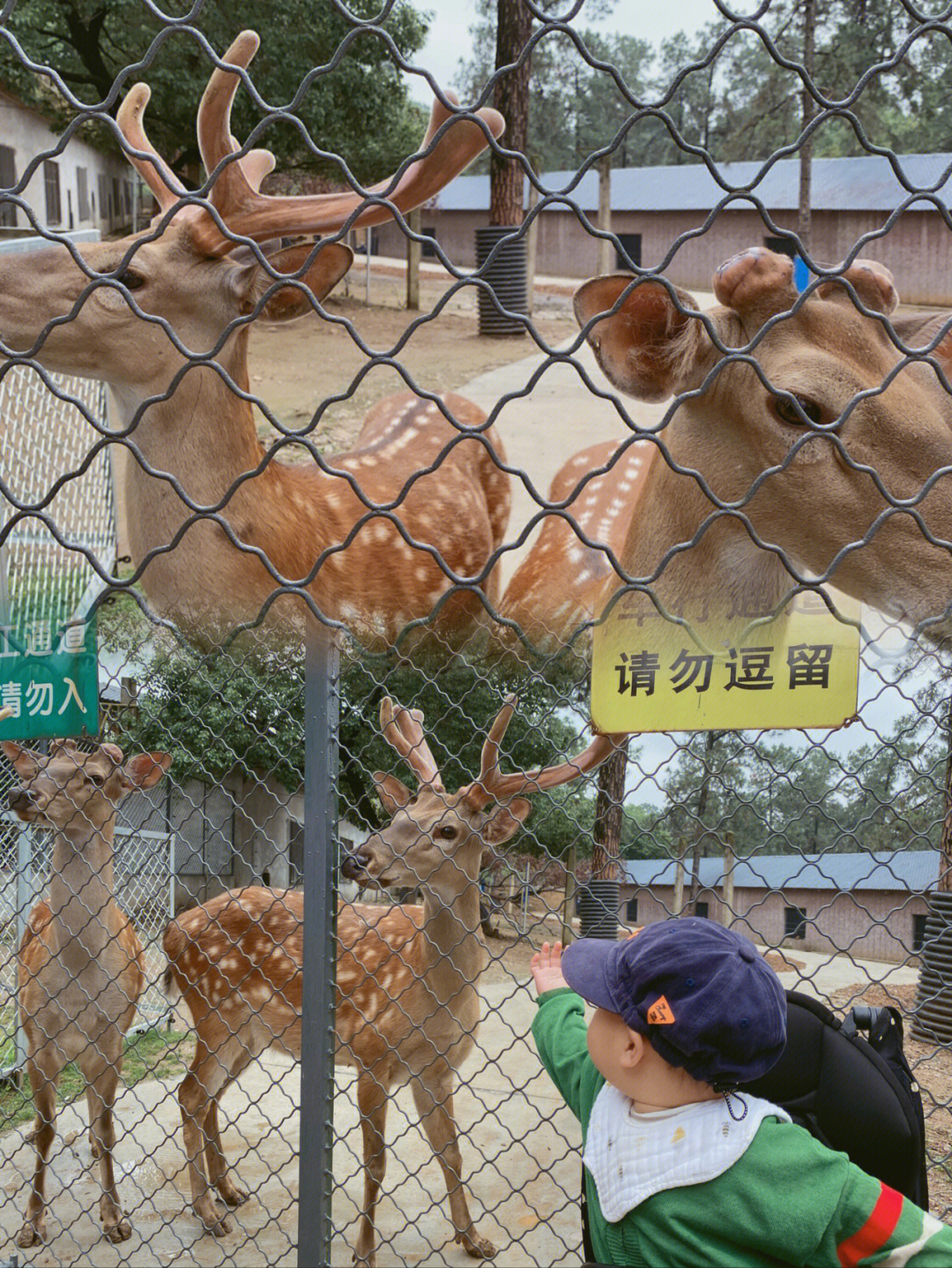 武汉九峰山动物园关了图片