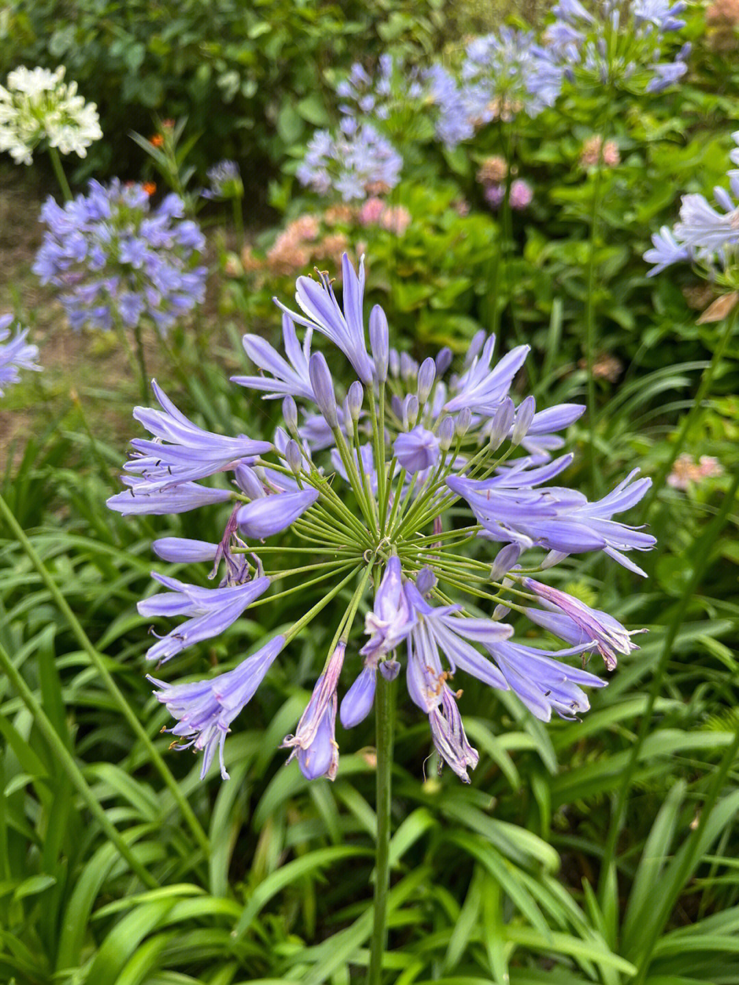 百子莲agapanthus